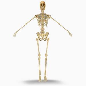 3D model Female Skeleton High-Quality for Anatomy and Education
