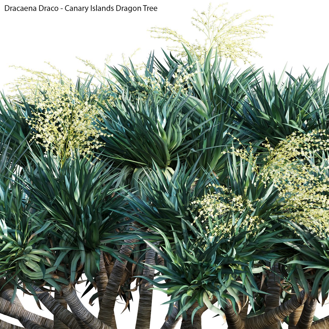 Dracaena Draco - Canary Islands Dragon Tree 02 model https://p.turbosquid.com/ts-thumb/8Y/1Mwol3/Cn/3dtree_dracaenadraco_04_02/jpg/1655451619/1920x1080/fit_q87/e4f281d7eabef40f378d34f83ce46ad582e90975/3dtree_dracaenadraco_04_02.jpg