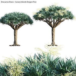 Dracaena Draco - Canary Islands Dragon Tree 02