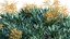 Dracaena Draco - Kanarischer Drachenbaum 02