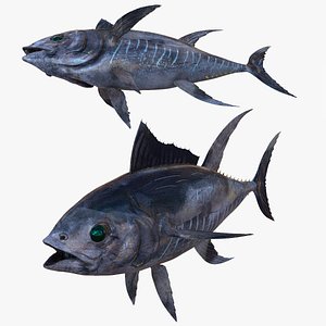 3D TUNA FISH RIVER OCEAN SEA model