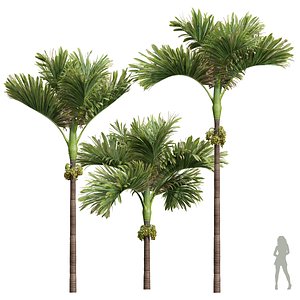 New Plant High detail Areca Catechu Decorative Garden Fruit 3D
