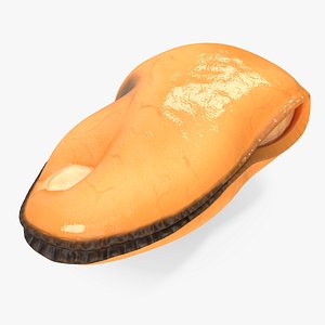 Boiled Cleaned Mussel 3D