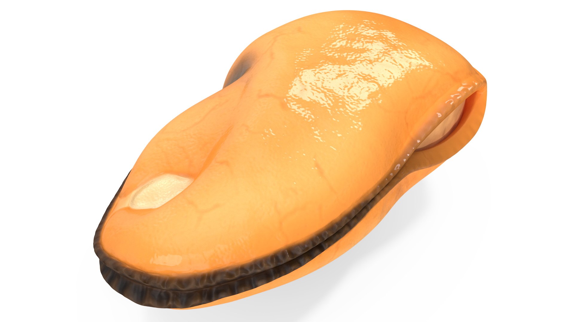 Boiled Cleaned Mussel 3D https://p.turbosquid.com/ts-thumb/8Y/HSIZMF/g0/boiledcleanedmussel3dmodel001/jpg/1724837976/1920x1080/fit_q87/79eeb1d8aa7edeb88a995bc7df8824d489f7b775/boiledcleanedmussel3dmodel001.jpg