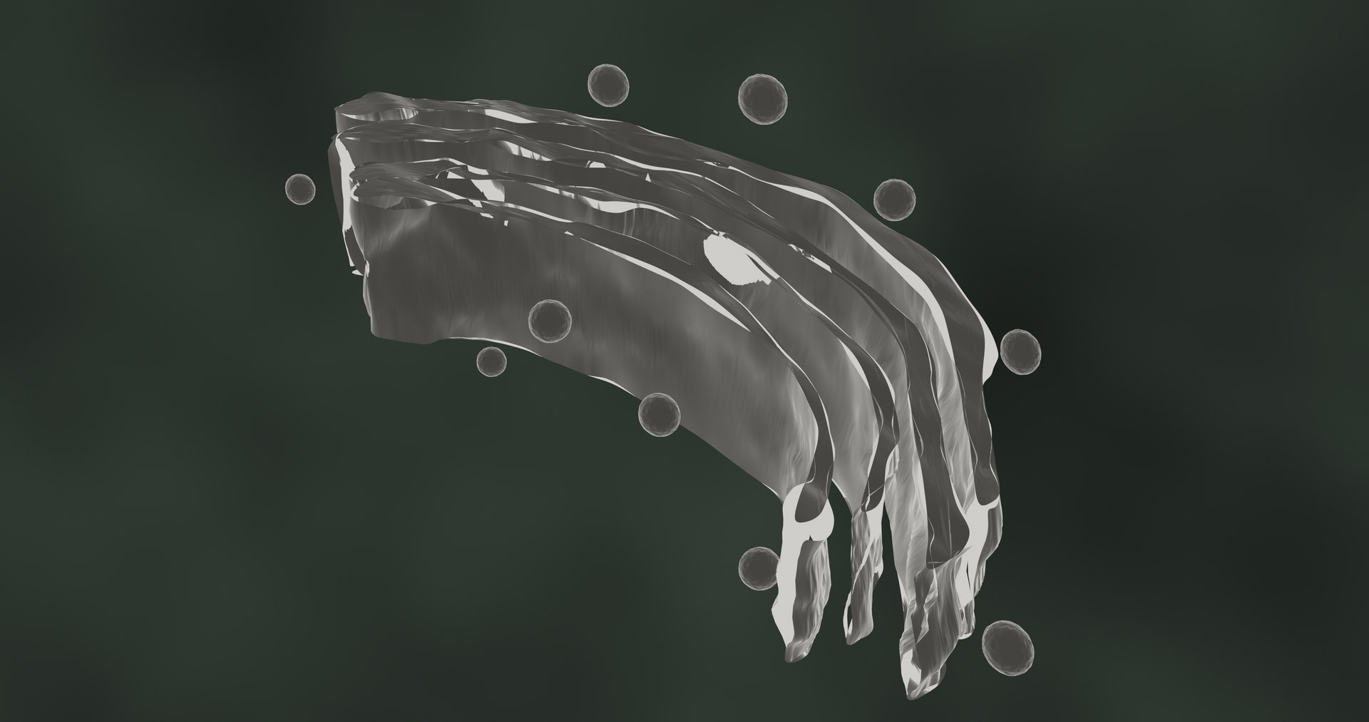 3D golgi apparatus https://p.turbosquid.com/ts-thumb/8Y/KH5t0J/9H/golgibody30001/jpg/1609227061/1920x1080/fit_q87/17bb07fa3164761794326b3973f54f6ff58da8ed/golgibody30001.jpg