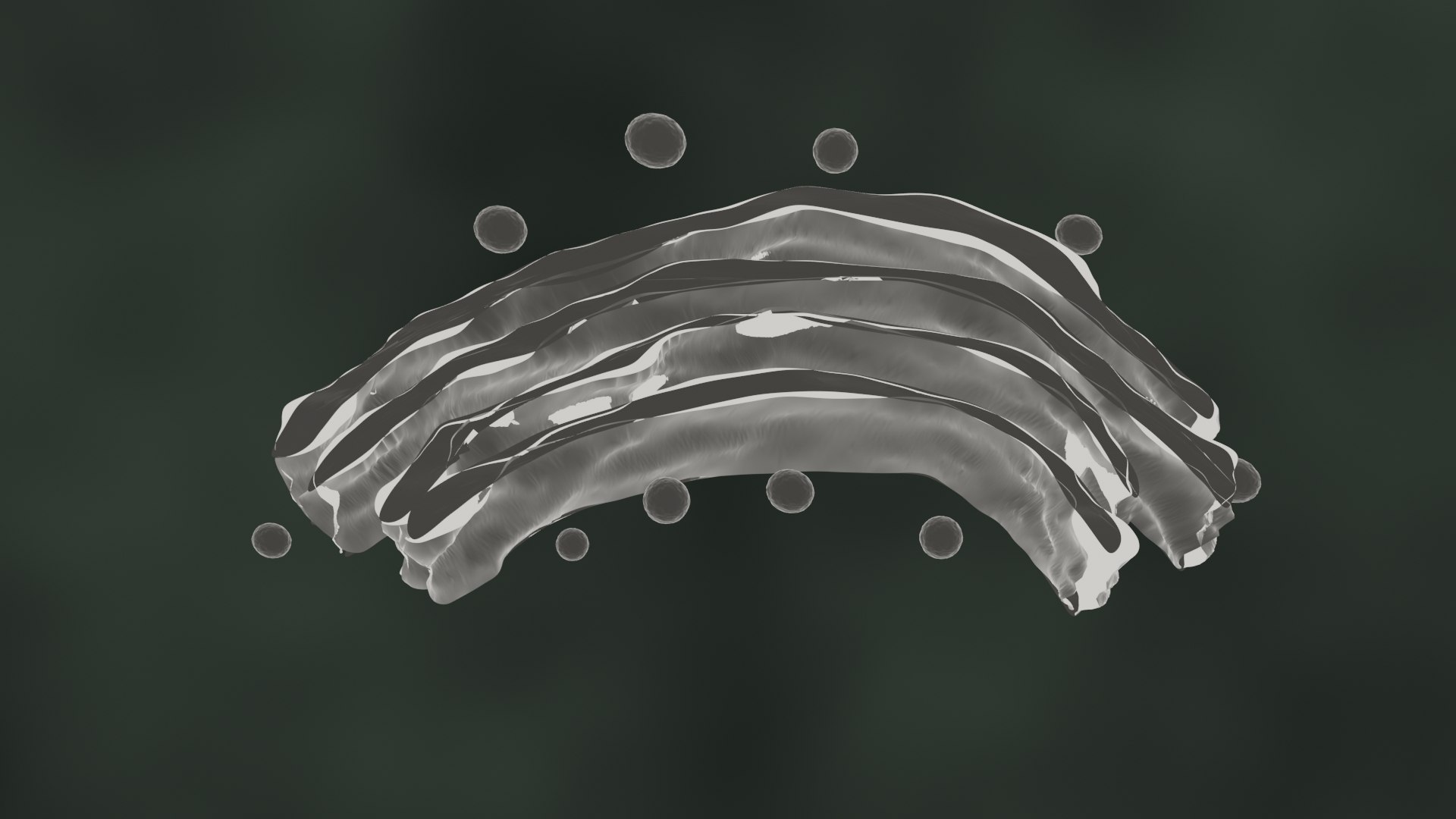 3D golgi apparatus https://p.turbosquid.com/ts-thumb/8Y/KH5t0J/oJ/golgibody50001/jpg/1609227208/1920x1080/fit_q87/2ea9204d99aed07dd1fc34632bea66942d21632e/golgibody50001.jpg