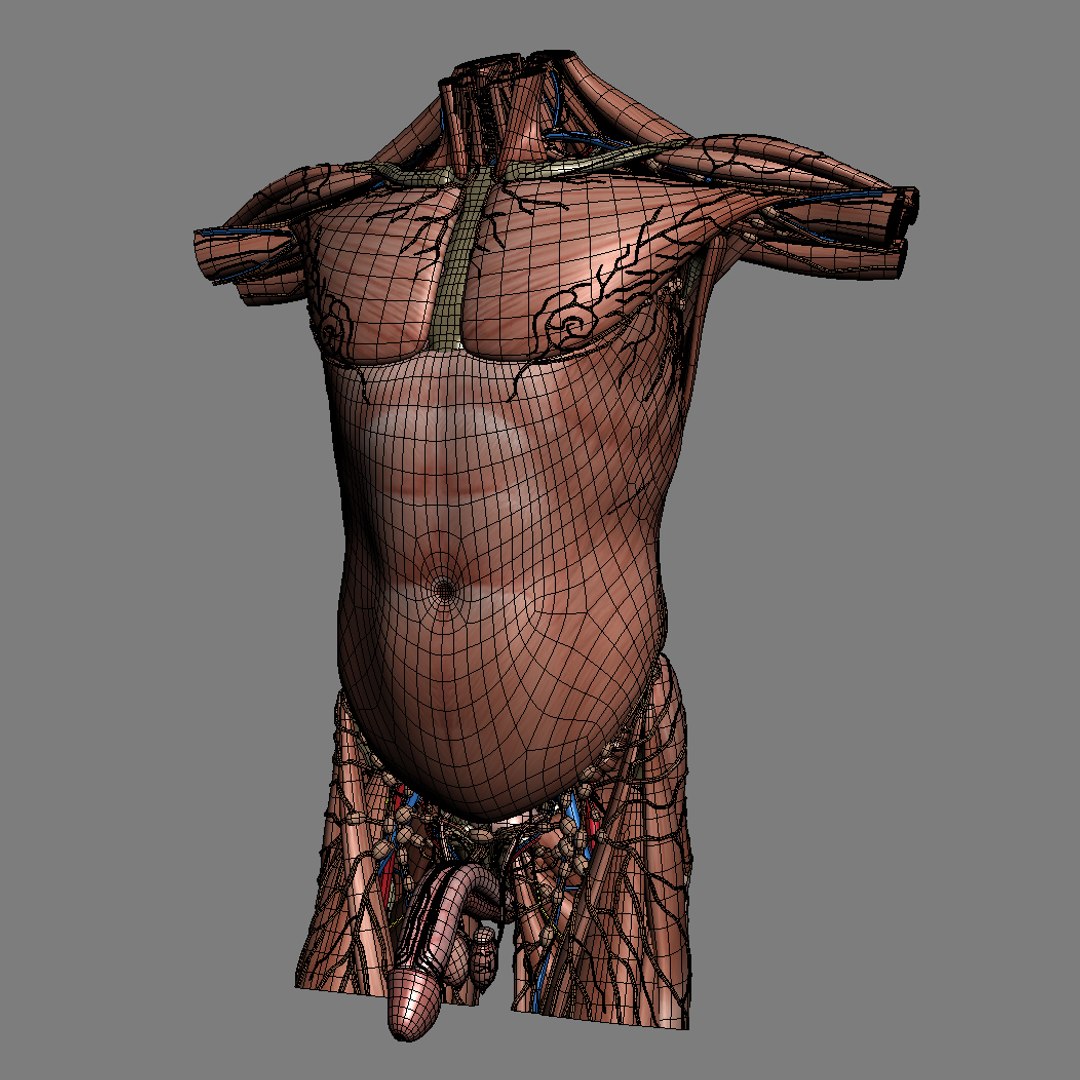 human male torso anatomy muscles 3d model https://p.turbosquid.com/ts-thumb/8Y/NrtQjz/6gSnYOA0/maletorso_th034/jpg/1350903678/1920x1080/fit_q87/98cc1b2986f72a1ee1fb89e0e9260cf1e0300f84/maletorso_th034.jpg
