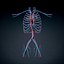Anatomia ludzkiego męskiego torsu