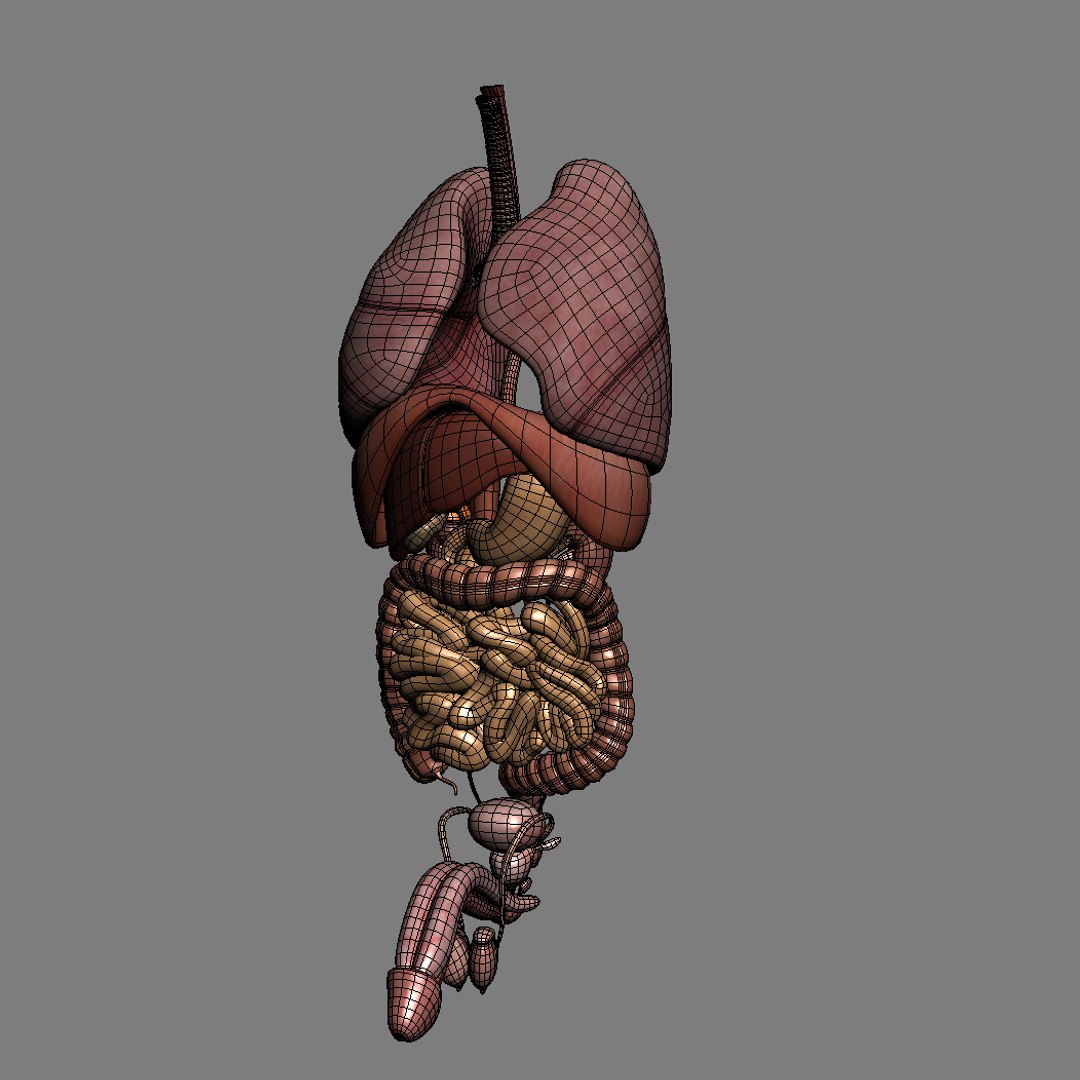 human male torso anatomy muscles 3d model https://p.turbosquid.com/ts-thumb/8Y/NrtQjz/LtSA7XNr/maletorso_th041/jpg/1350903678/1920x1080/fit_q87/b5a725159d1102d12e5f1dcabf8094daed27655b/maletorso_th041.jpg