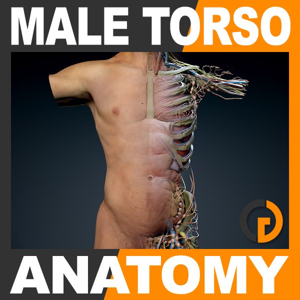 human male torso anatomy muscles 3d model