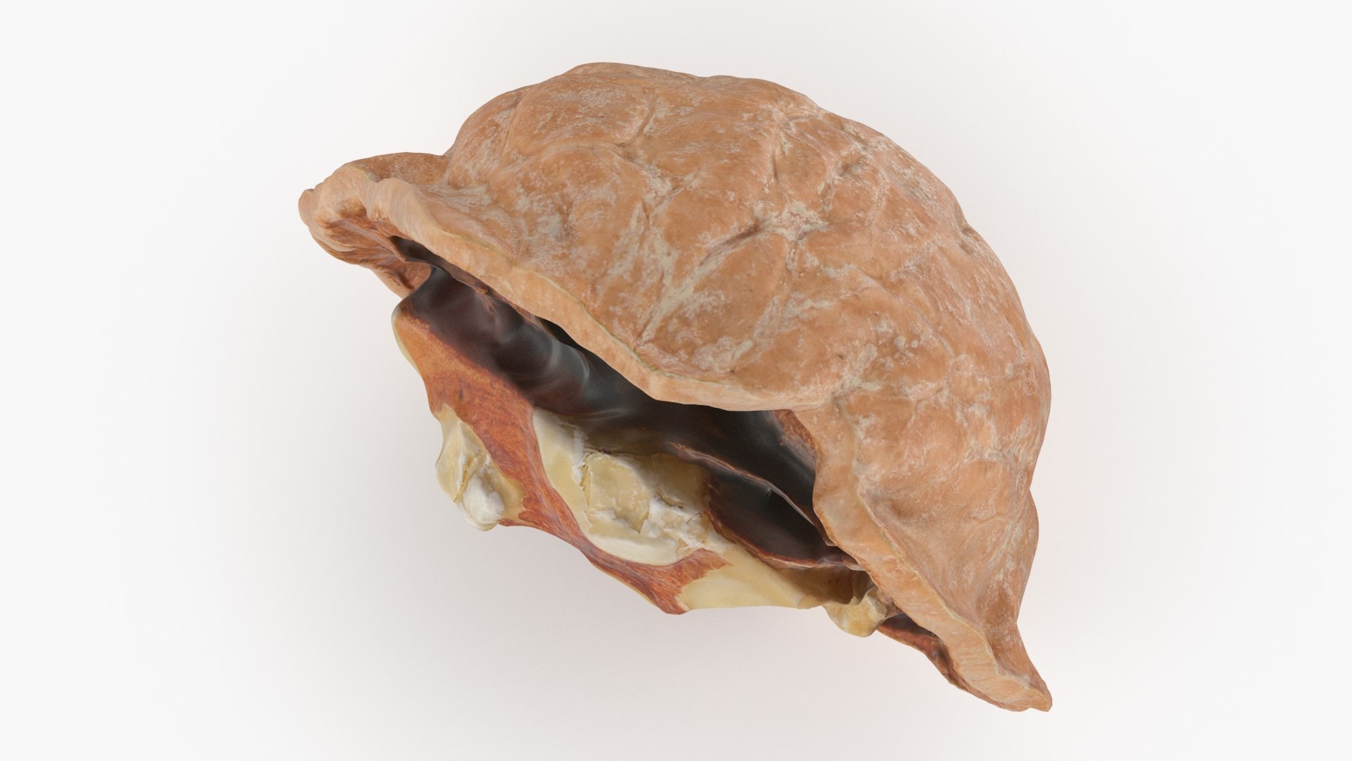 Open Half Walnut Shell 02 3D Model - TurboSquid 1968432