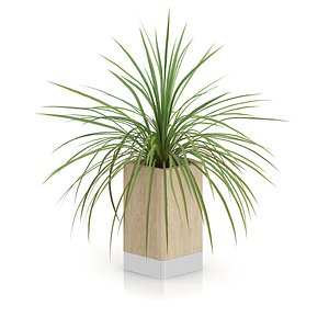 max small palm plant wooden