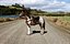 Cheval Pinto avec selle et sacs