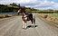 Cheval Pinto avec selle et sacs