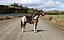Cheval Pinto avec selle et sacs