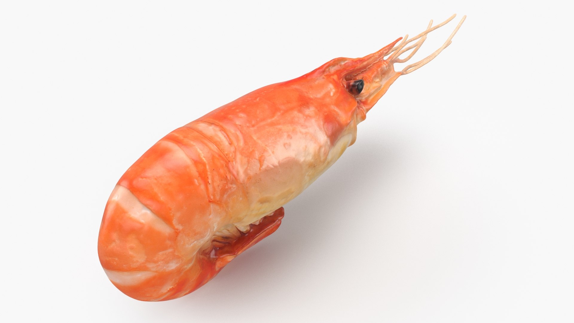 3D Shrimp(1) https://p.turbosquid.com/ts-thumb/8Y/ewkj4M/87/shrimp_b0002/jpg/1691356431/1920x1080/fit_q87/7322f8c9083fba83869eeae2d3d4b2ad48f541fe/shrimp_b0002.jpg