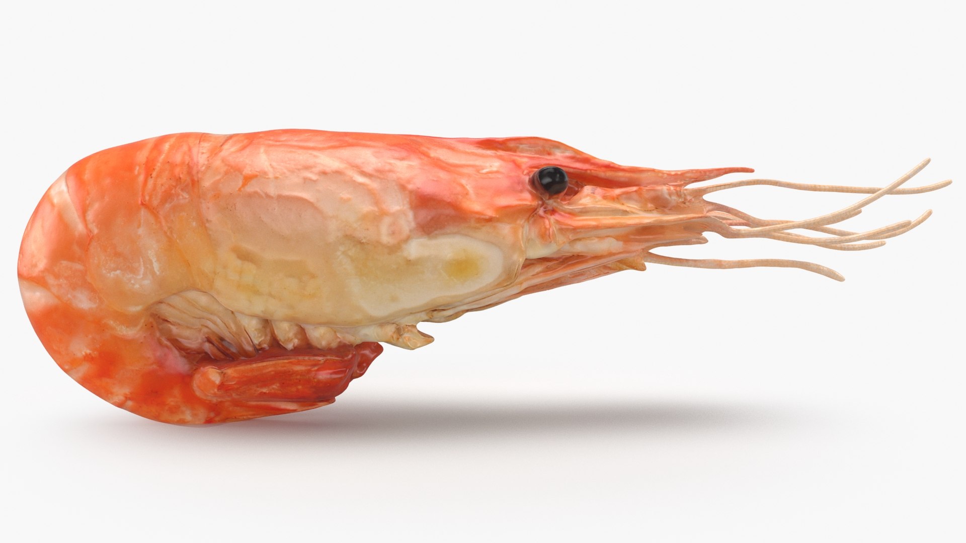 3D Shrimp(1) https://p.turbosquid.com/ts-thumb/8Y/ewkj4M/9t/shrimp_b0008/jpg/1691356434/1920x1080/fit_q87/f0c50cc38d49b9aecc438f42935c6aff101627fe/shrimp_b0008.jpg