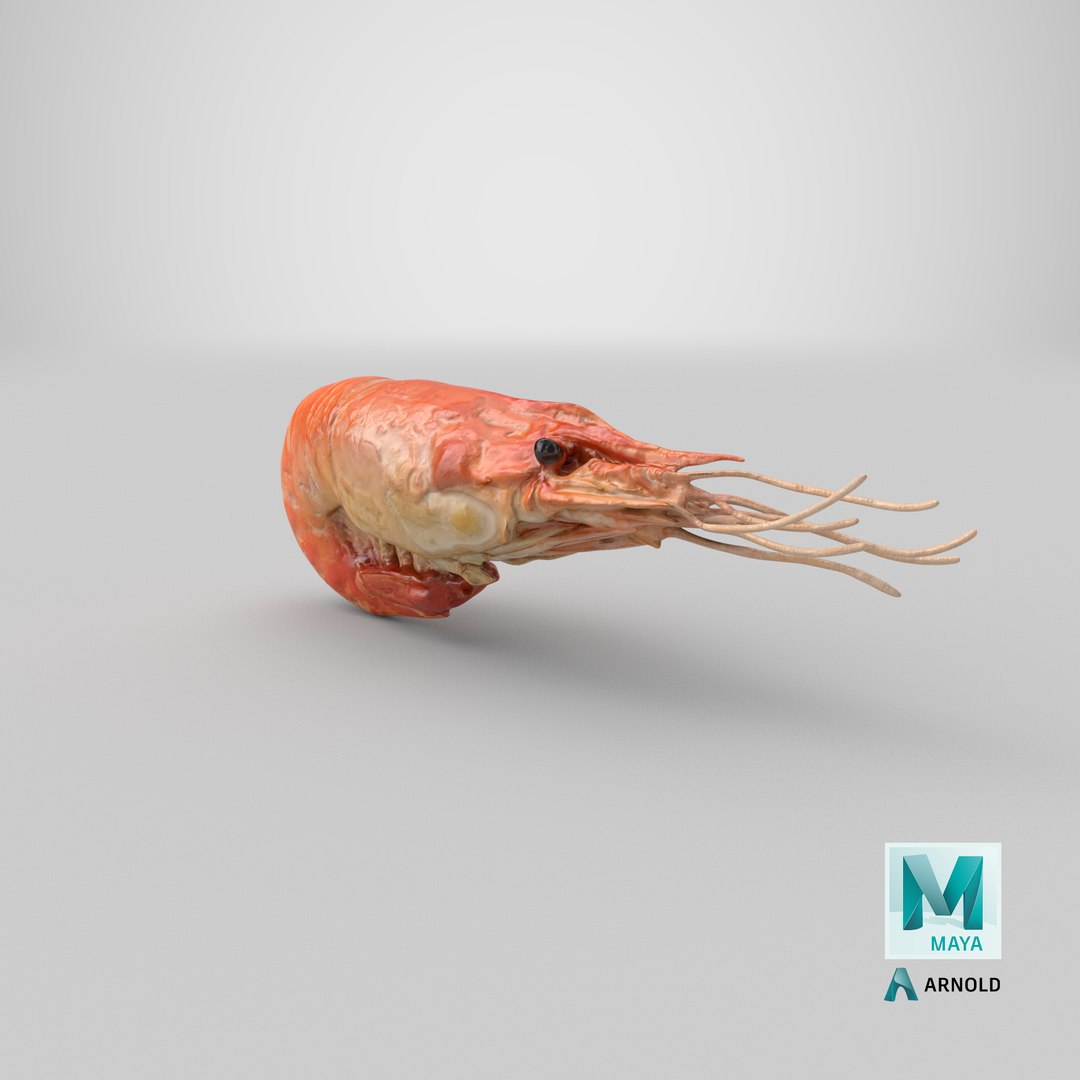3D Shrimp(1) https://p.turbosquid.com/ts-thumb/8Y/ewkj4M/DS/stemcell_maya_arnold_render/png/1691647728/1920x1080/fit_q87/e9fc16b0eb19a5059887b5339b3e872e9718f564/stemcell_maya_arnold_render.jpg