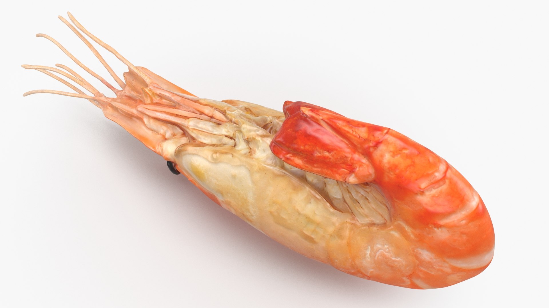 3D Shrimp(1) https://p.turbosquid.com/ts-thumb/8Y/ewkj4M/Dr/shrimp_b0024/jpg/1691356440/1920x1080/fit_q87/328bb14676b7fa54e0d82953fb8f09695224733e/shrimp_b0024.jpg