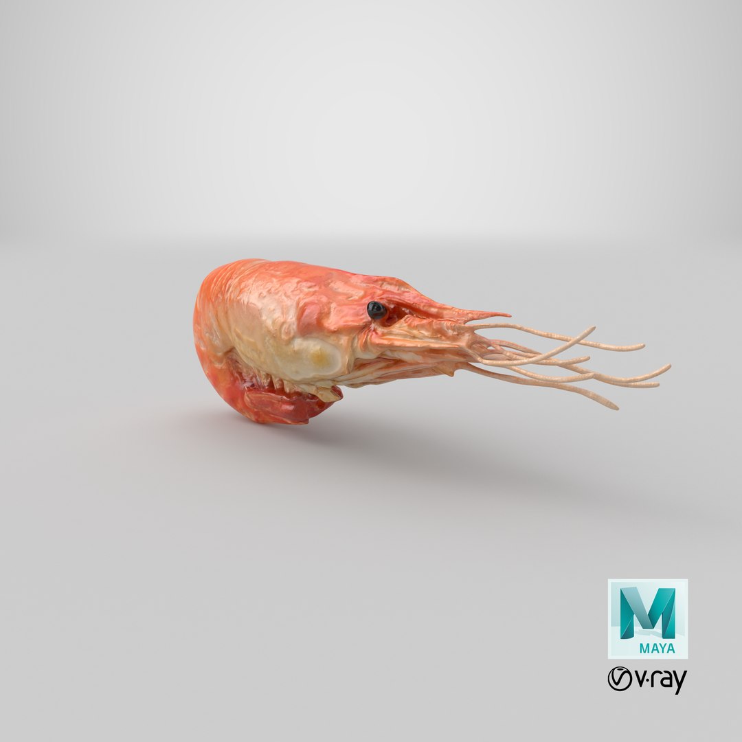 3D Shrimp(1) https://p.turbosquid.com/ts-thumb/8Y/ewkj4M/I9/stemcell_maya_vray_render/png/1691647726/1920x1080/fit_q87/83bd7652ff7aa4657f387894f4dfcd9288ee0e75/stemcell_maya_vray_render.jpg
