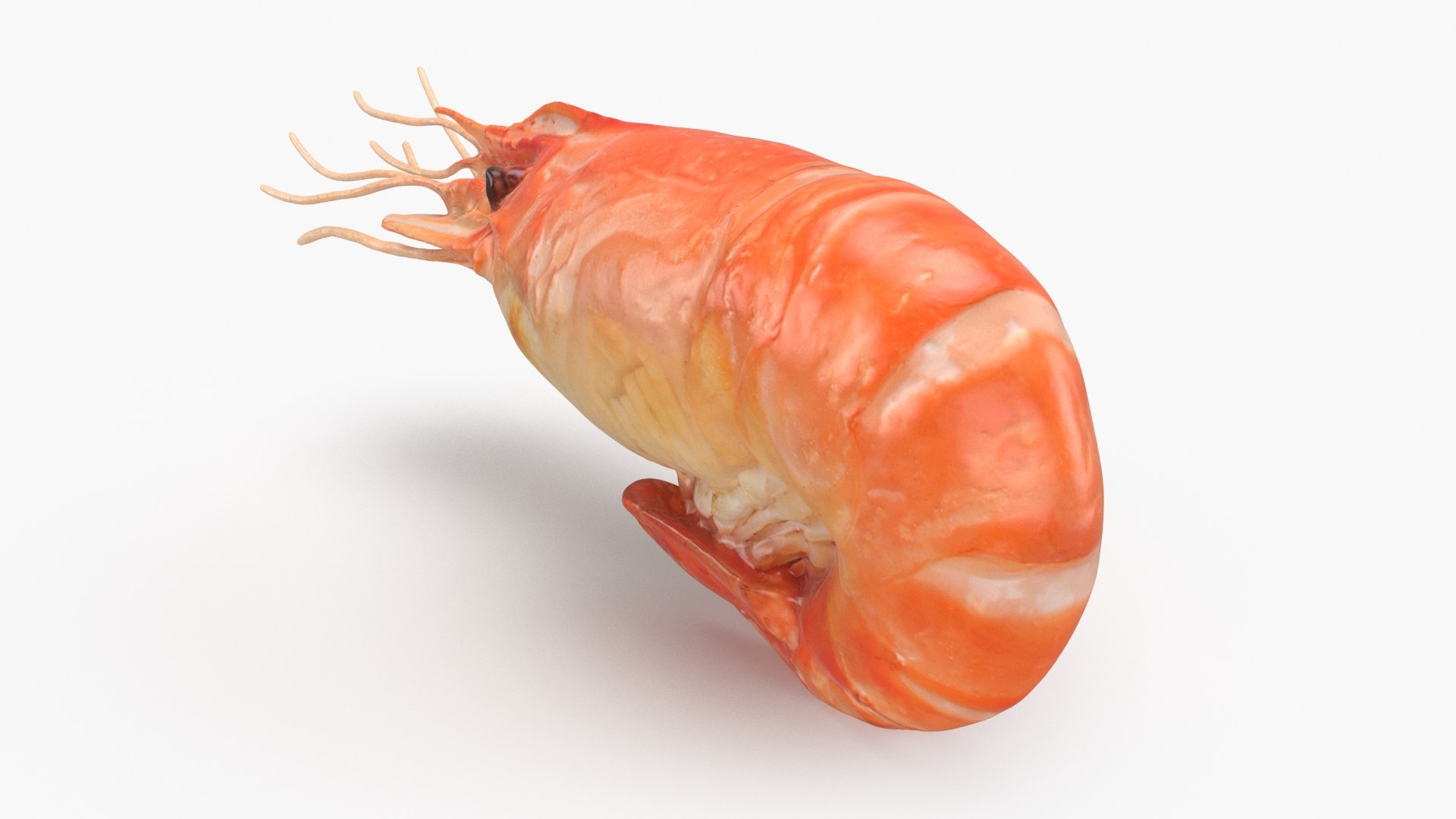 3D Shrimp(1) https://p.turbosquid.com/ts-thumb/8Y/ewkj4M/Yk/shrimp_b0014/jpg/1691356436/1920x1080/fit_q87/840f5b5daf6613242926497b9713f981b8edd253/shrimp_b0014.jpg