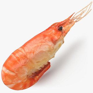 Shrimp