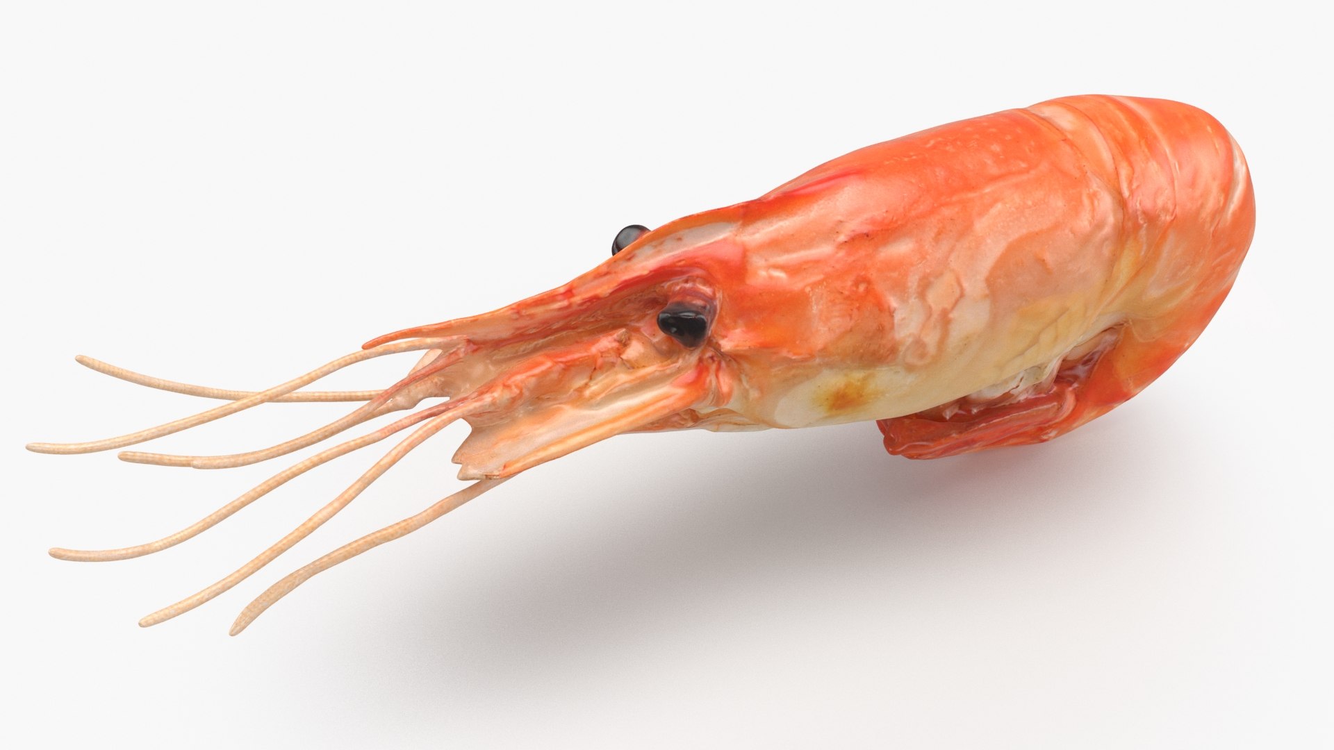 3D Shrimp(1) https://p.turbosquid.com/ts-thumb/8Y/ewkj4M/hT/shrimp_b0004/jpg/1691356432/1920x1080/fit_q87/d1f05b0650262315705b9ce870d0dfaa36bcf7a7/shrimp_b0004.jpg
