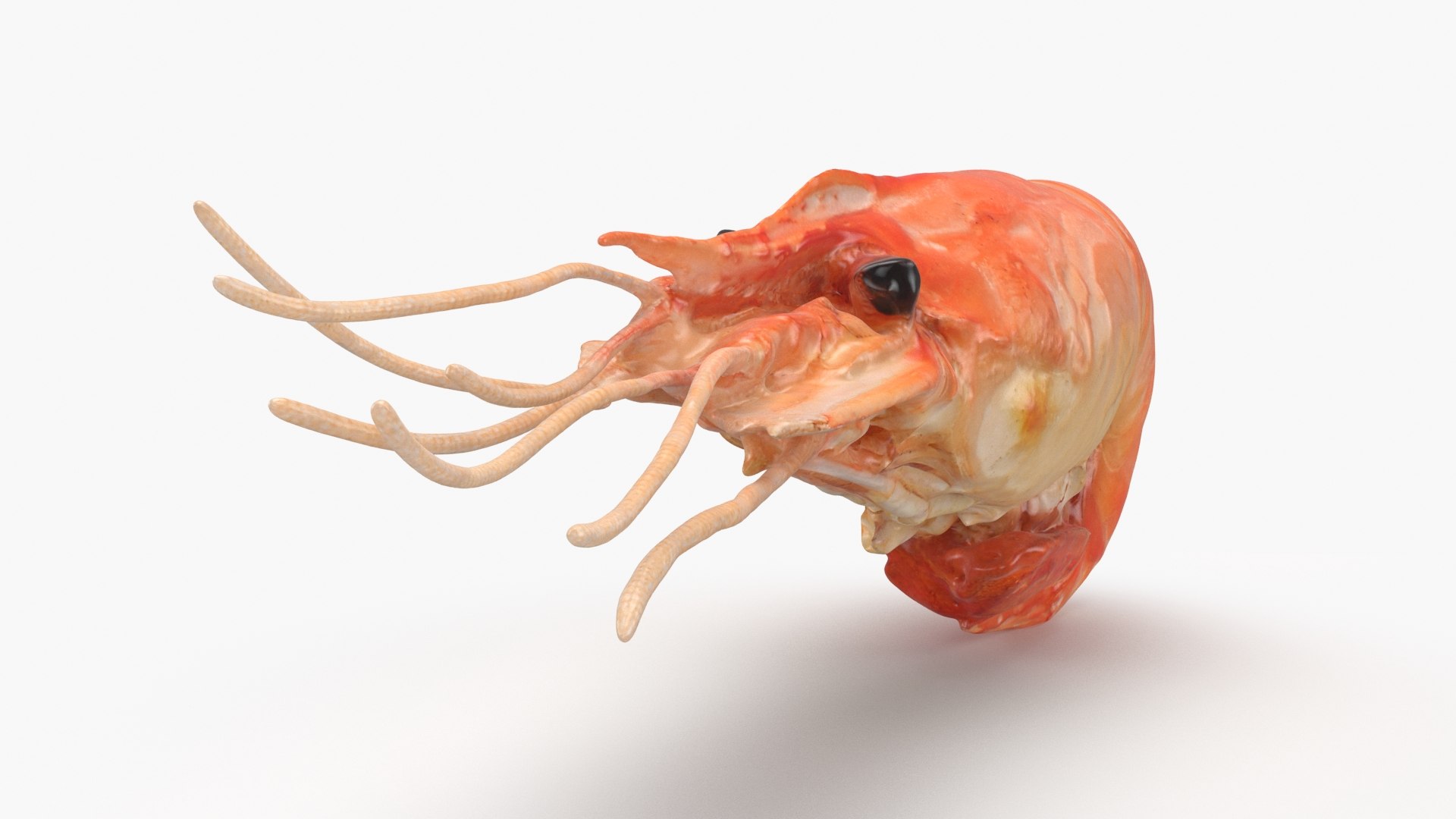 3D Shrimp(1) https://p.turbosquid.com/ts-thumb/8Y/ewkj4M/ir/shrimp_b0016/jpg/1691356437/1920x1080/fit_q87/3363c5228304b026b960eae7842c05606814cc5a/shrimp_b0016.jpg