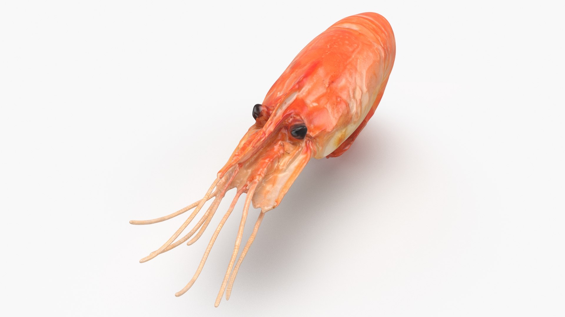 3D Shrimp(1) https://p.turbosquid.com/ts-thumb/8Y/ewkj4M/nM/shrimp_b0012/jpg/1691356436/1920x1080/fit_q87/2d60458cefe4a81ecca9e78055b5096a045d47b5/shrimp_b0012.jpg