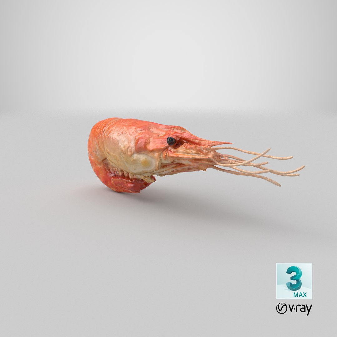 3D Shrimp(1) https://p.turbosquid.com/ts-thumb/8Y/ewkj4M/qC/stemcell_max_vray_render/png/1691647730/1920x1080/fit_q87/4ff276a949c9e46dc16d3c047f3540cbd4be0c68/stemcell_max_vray_render.jpg