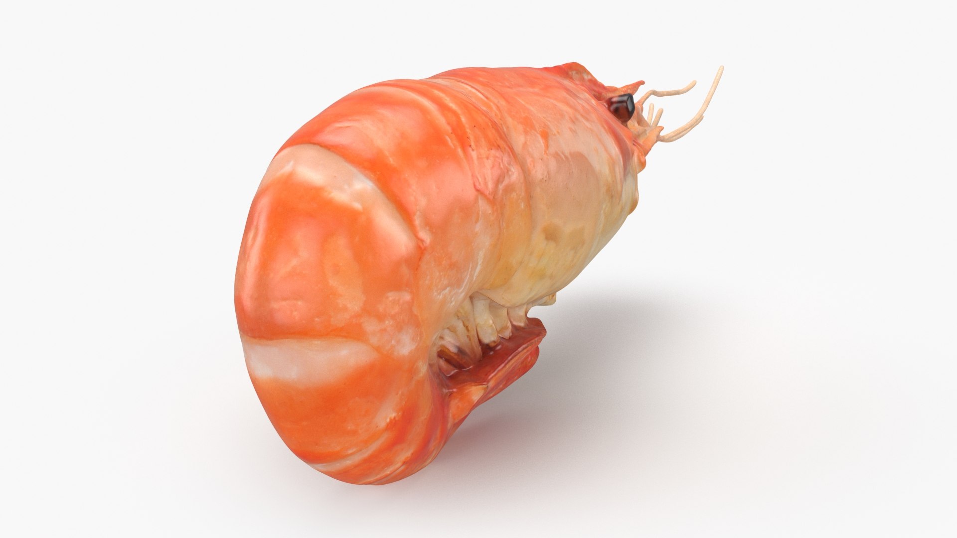 3D Shrimp(1) https://p.turbosquid.com/ts-thumb/8Y/ewkj4M/ym/shrimp_b0020/jpg/1691356439/1920x1080/fit_q87/d685df19bd07e826207980045a5a60fb3c260ad1/shrimp_b0020.jpg