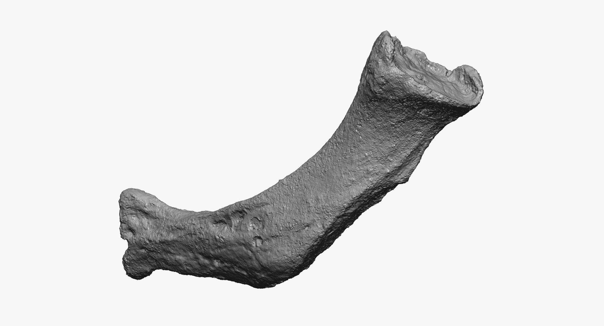 3D Domestic Dog Hyoid Apparatus Model - TurboSquid 1571613