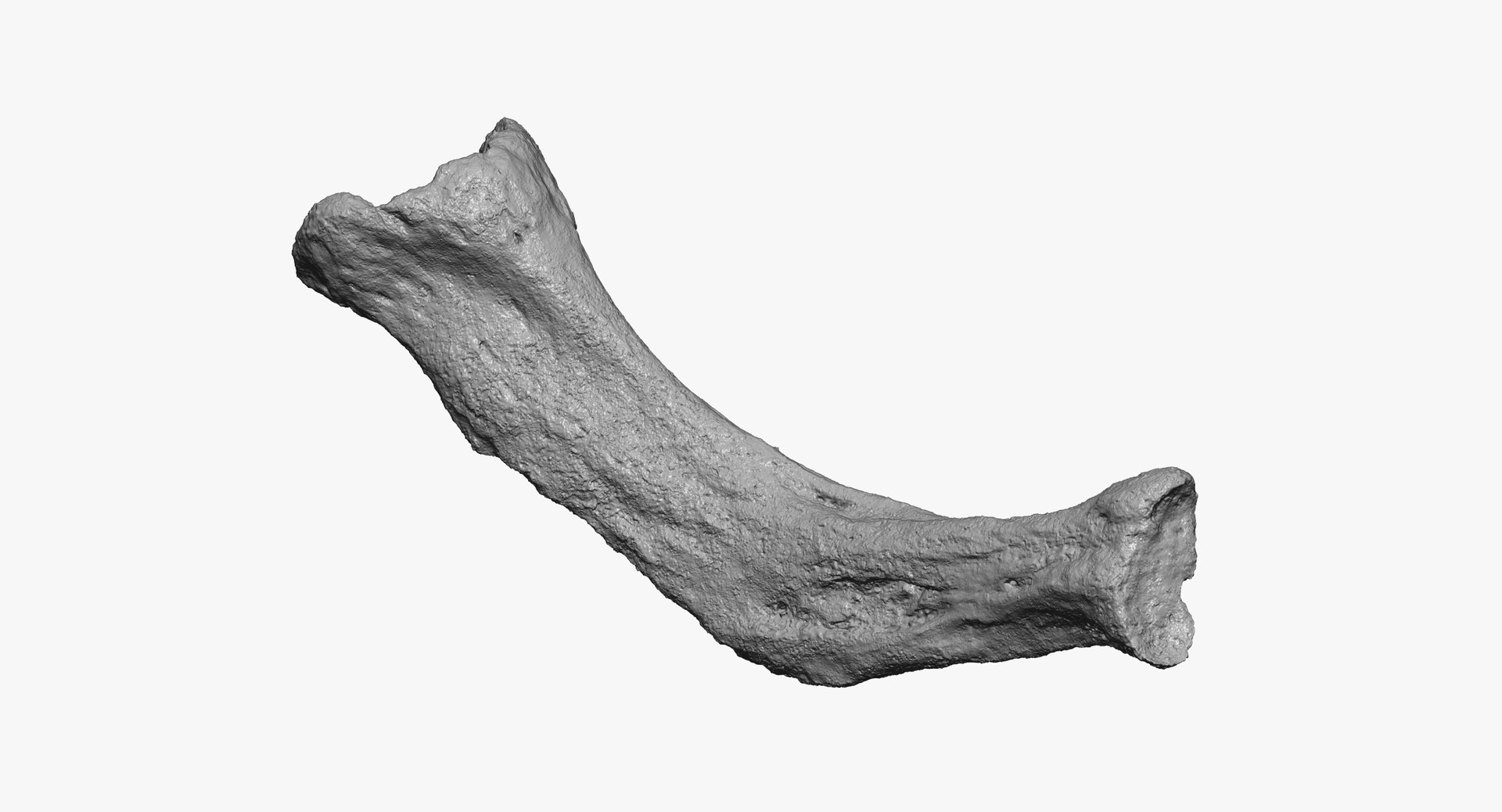 3D Domestic Dog Hyoid Apparatus Model - TurboSquid 1571613