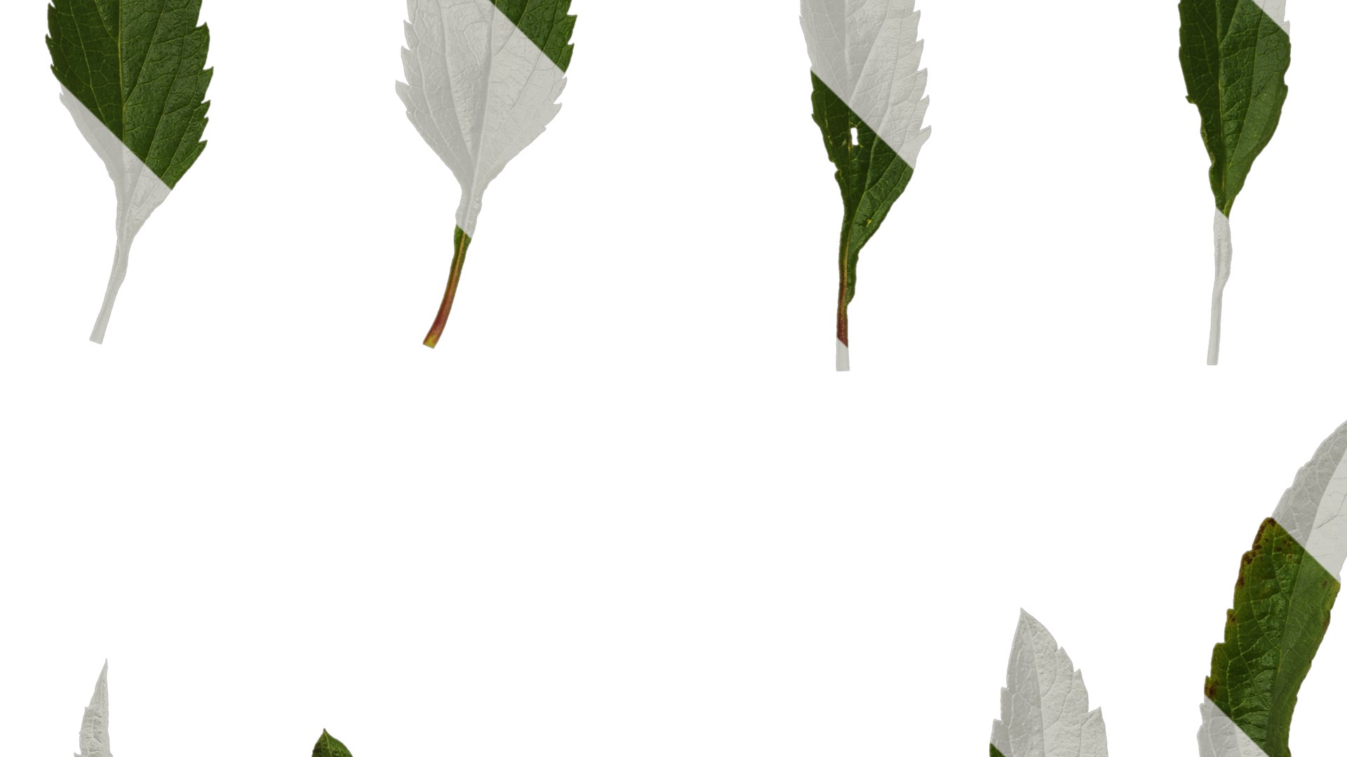 Anydrafts Salvia Jamensis Antonio Leaf 01 Textures Model - TurboSquid ...