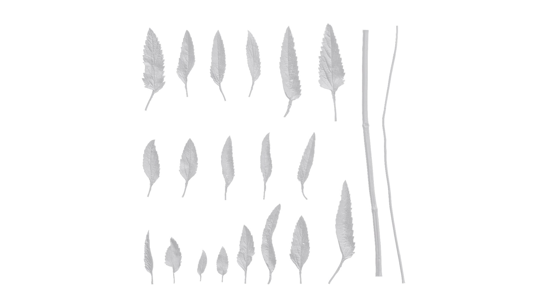Anydrafts Salvia Jamensis Antonio Leaf 01 Textures Model - TurboSquid ...