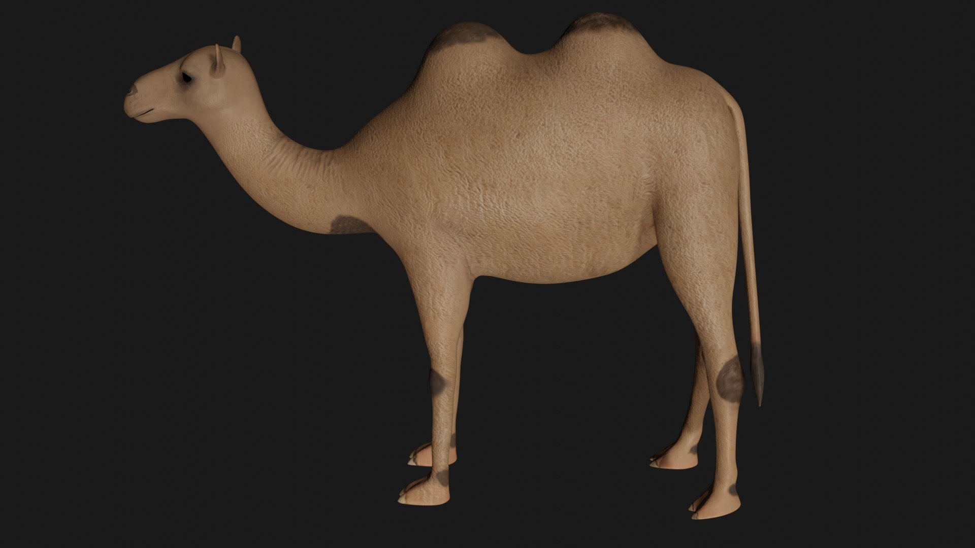 3D model camel statue https://p.turbosquid.com/ts-thumb/8Z/09FvtC/XZ/b7/jpg/1609580315/1920x1080/fit_q87/b3f6ebb3afadfa7808479fca2544e4b22da439b3/b7.jpg
