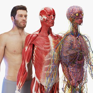 3D Medically Accurate Male Human Anatomy