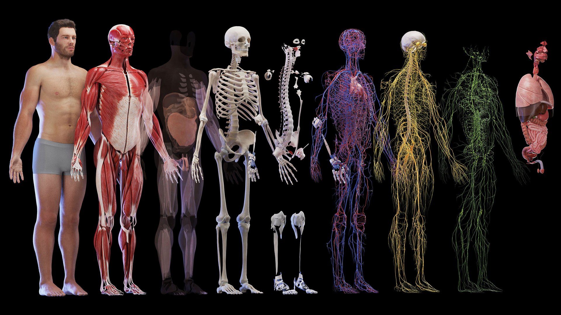 Современное исследование человека. Анатомия для 3д моделирования. 3д модель человека анатомия. Анатомия человека для 3d моделирования. 3д модель органов человека.