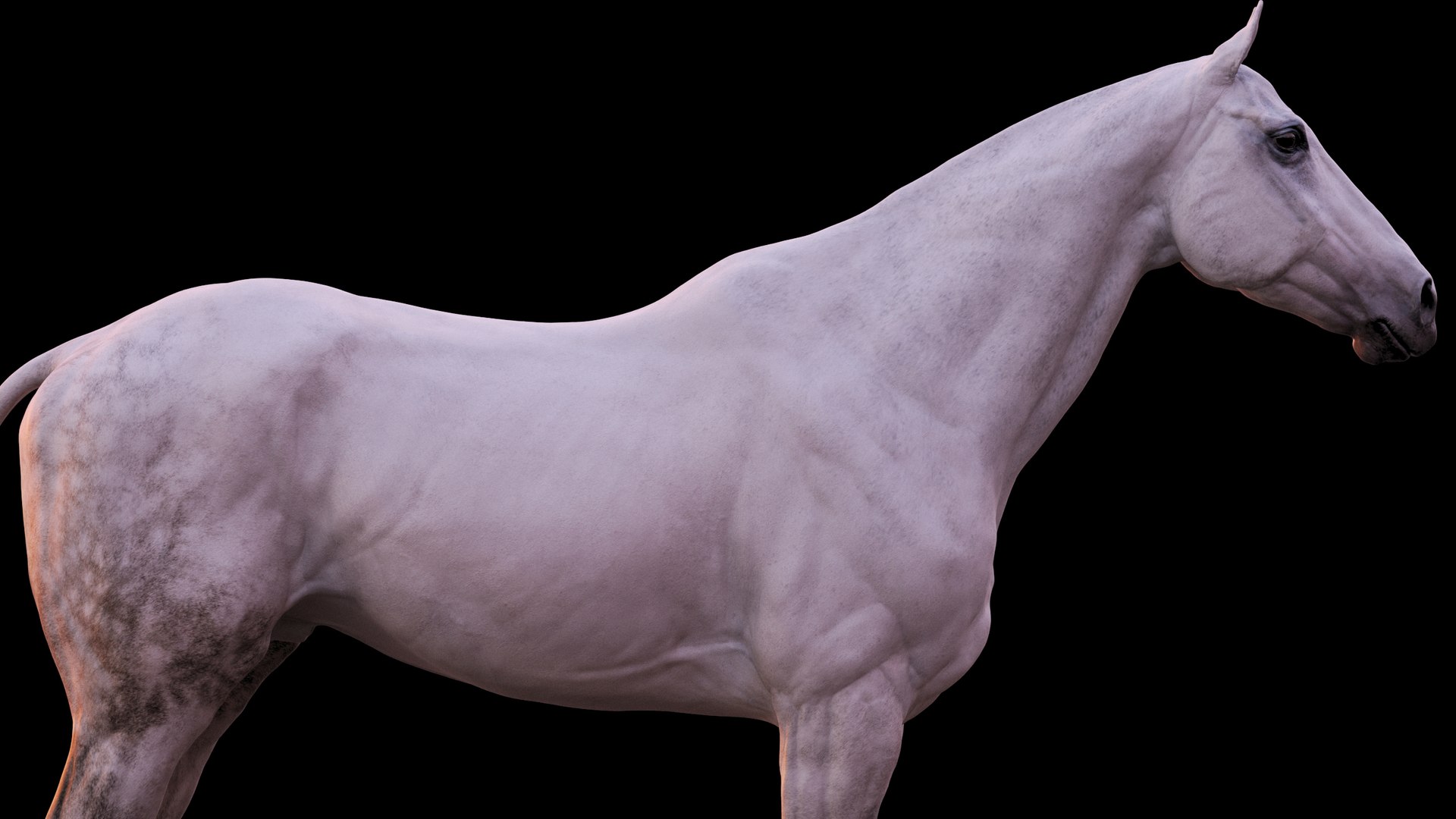 Horse 3 colors ZBrush model https://p.turbosquid.com/ts-thumb/8Z/1pxsgu/6f/112/jpg/1655411825/1920x1080/fit_q87/f22e86c21ba7349279c59c4047cbba9fedadc4ef/112.jpg