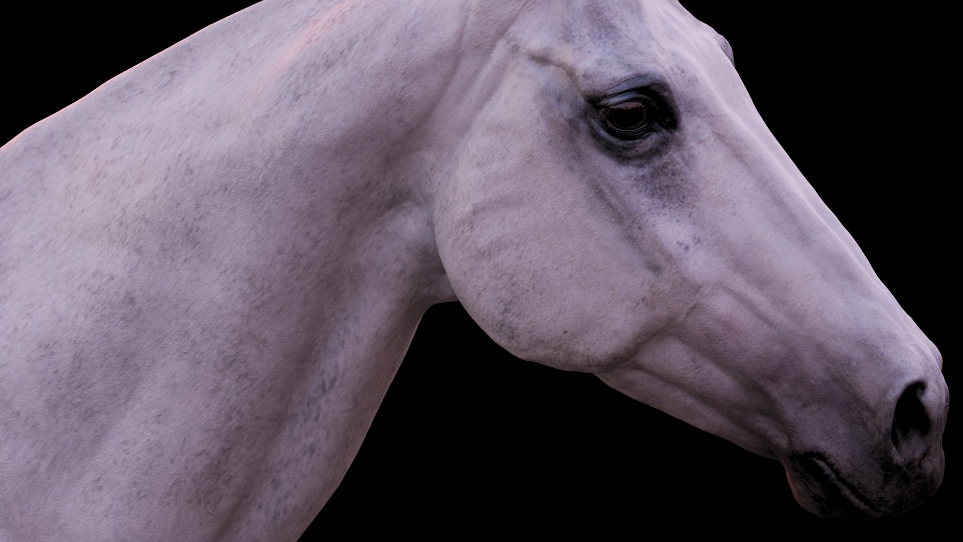 Horse 3 colors ZBrush model https://p.turbosquid.com/ts-thumb/8Z/1pxsgu/8Y/114/jpg/1655411825/1920x1080/fit_q87/1944ed06beb32126f7188c5c83c1fdc54ec48e06/114.jpg