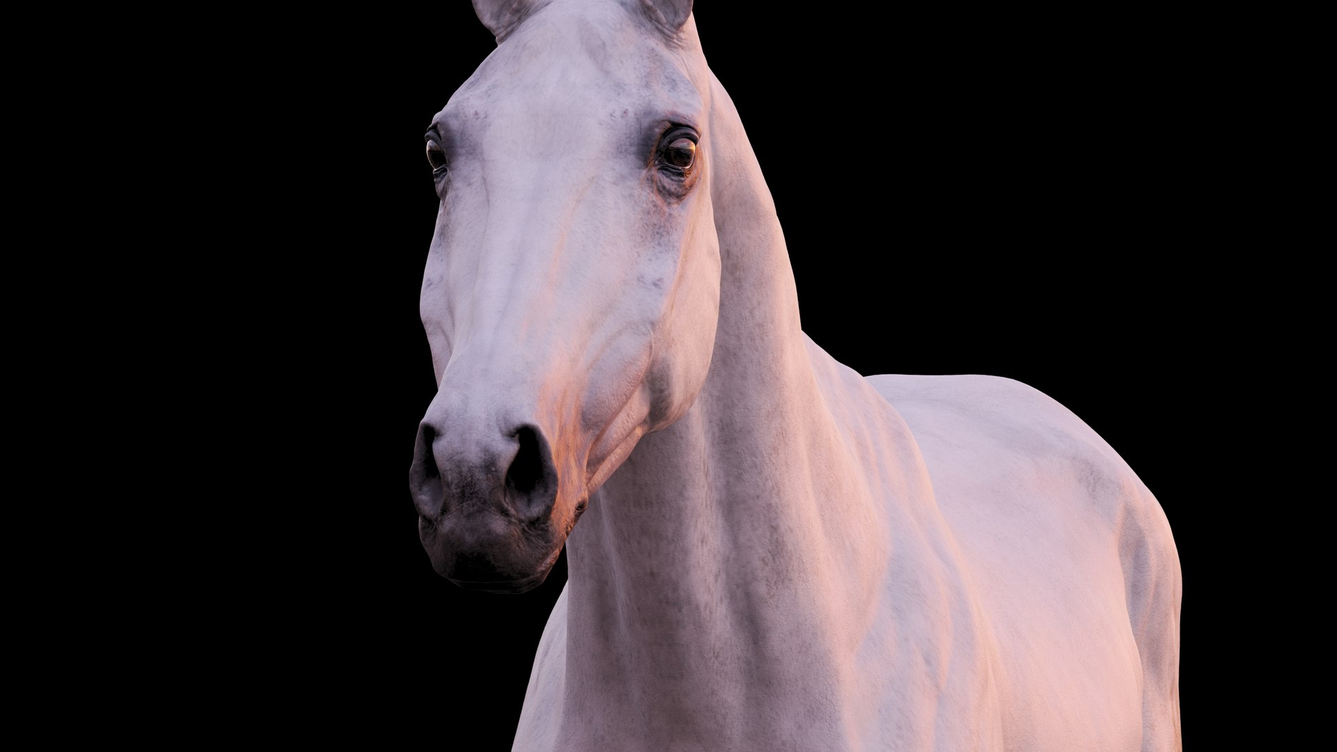 Horse 3 colors ZBrush model https://p.turbosquid.com/ts-thumb/8Z/1pxsgu/Pr/1115/jpg/1655411828/1920x1080/fit_q87/0f51b93323b57d31910663a51daeca3744f99369/1115.jpg