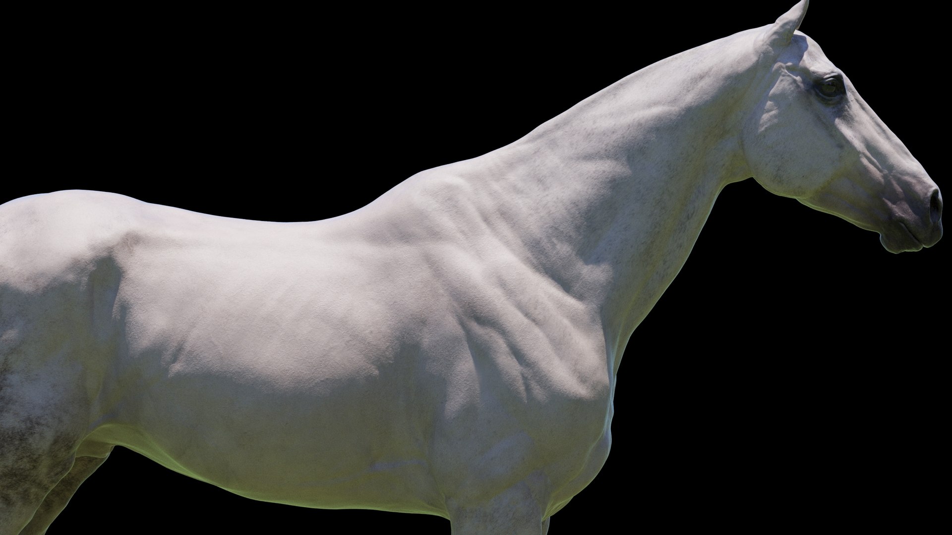 Horse 3 colors ZBrush model https://p.turbosquid.com/ts-thumb/8Z/1pxsgu/U8/w20/jpg/1655411788/1920x1080/fit_q87/6d6bc1077318cb32b0dcf010dac18a91507a537f/w20.jpg