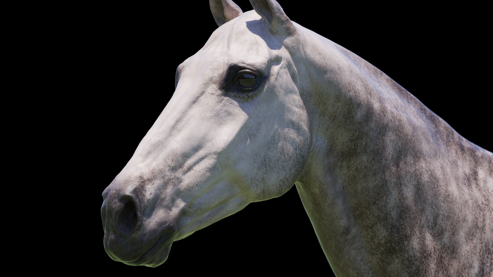 Horse 3 colors ZBrush model https://p.turbosquid.com/ts-thumb/8Z/1pxsgu/cH/q15_1/jpg/1655411683/1920x1080/fit_q87/ff99333a9f494938aa57b5a41e4f05296083c226/q15_1.jpg