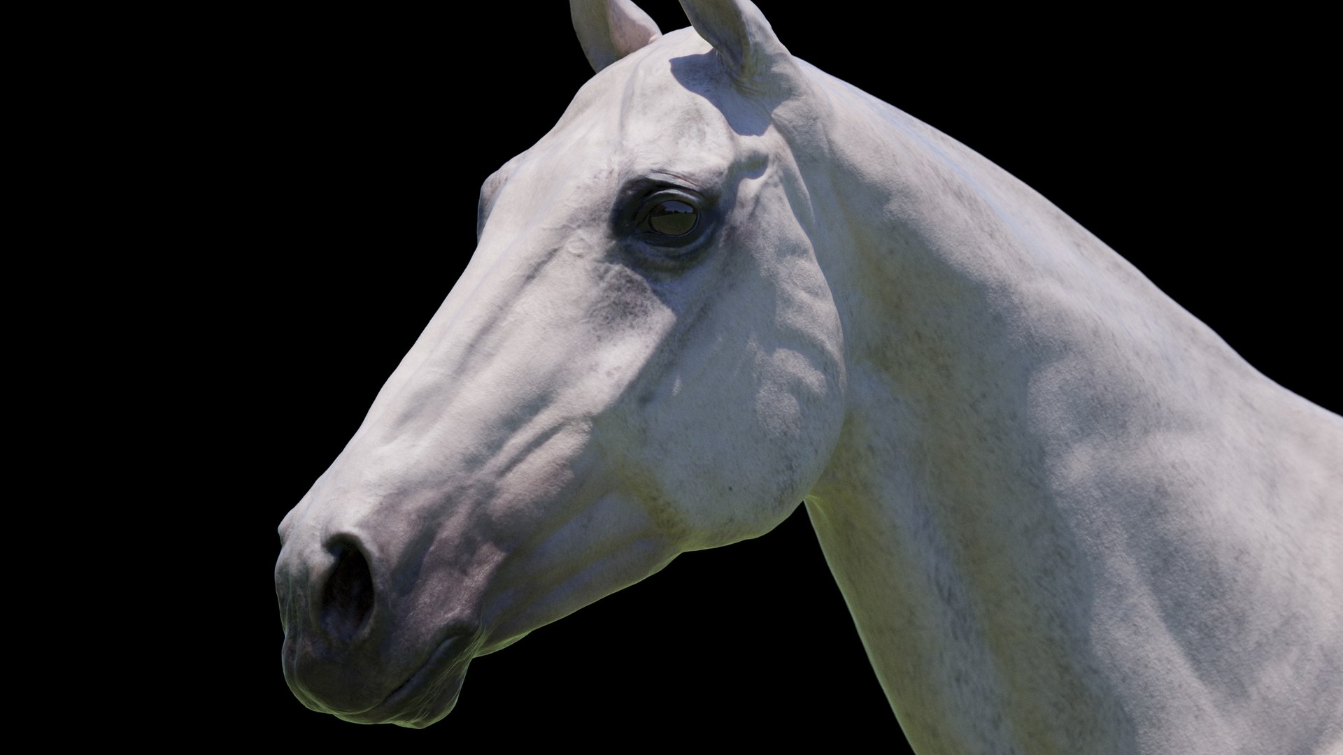 Horse 3 colors ZBrush model https://p.turbosquid.com/ts-thumb/8Z/1pxsgu/oM/w17/jpg/1655411787/1920x1080/fit_q87/2e54854715dfa40eb92304d054bb54afd5d7b08a/w17.jpg