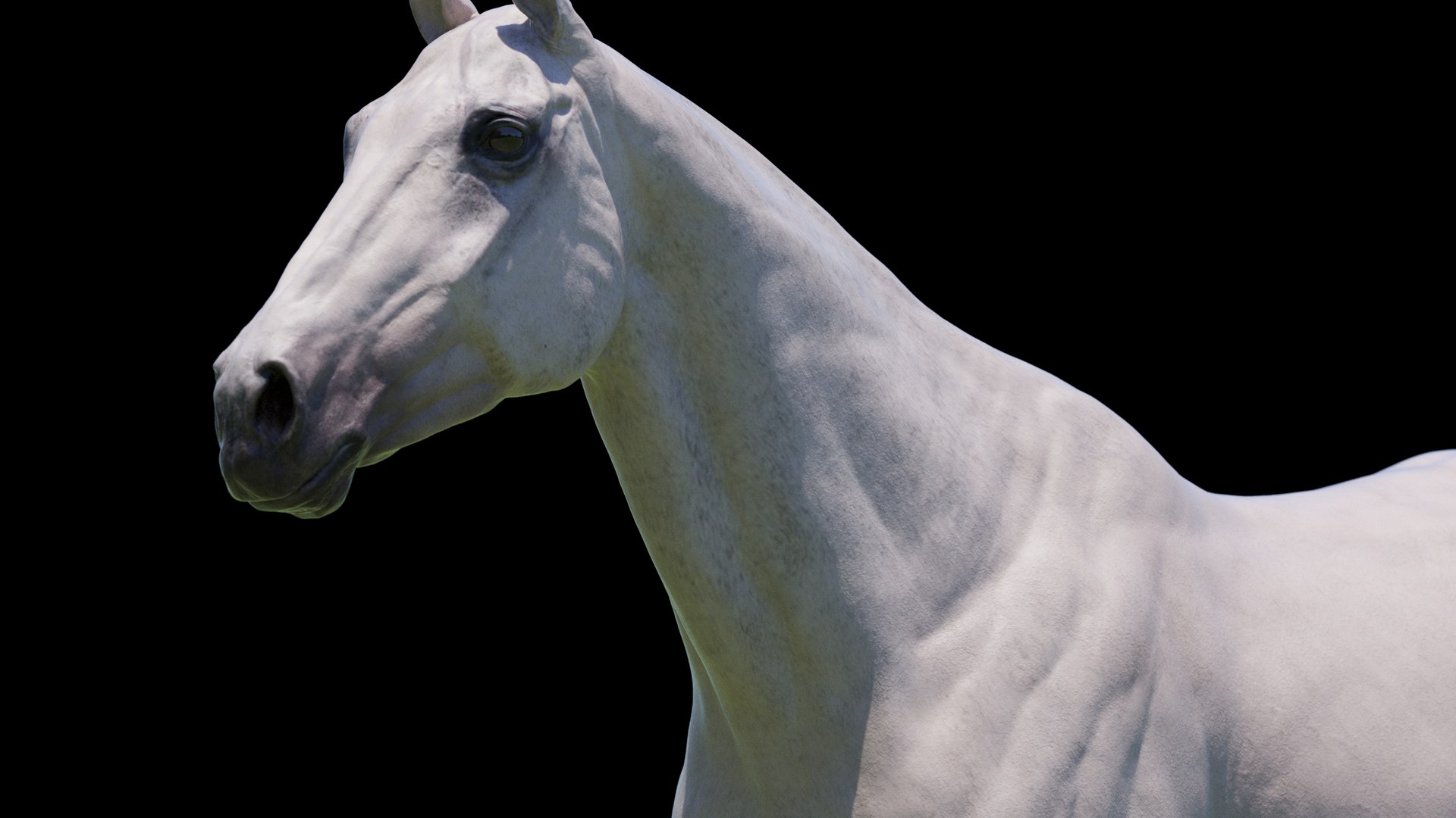 Horse 3 colors ZBrush model https://p.turbosquid.com/ts-thumb/8Z/1pxsgu/sg/w16/jpg/1655411786/1920x1080/fit_q87/c512bb45b4b742682b2b0836364fca6b7664a01a/w16.jpg