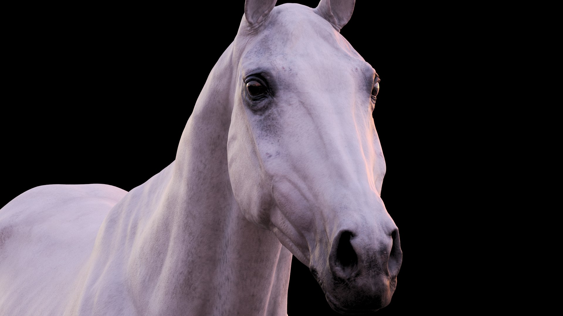 Horse 3 colors ZBrush model https://p.turbosquid.com/ts-thumb/8Z/1pxsgu/tG/1114/jpg/1655411829/1920x1080/fit_q87/8818fcc4dbe02d3cb919fc19108dc915b47c9034/1114.jpg