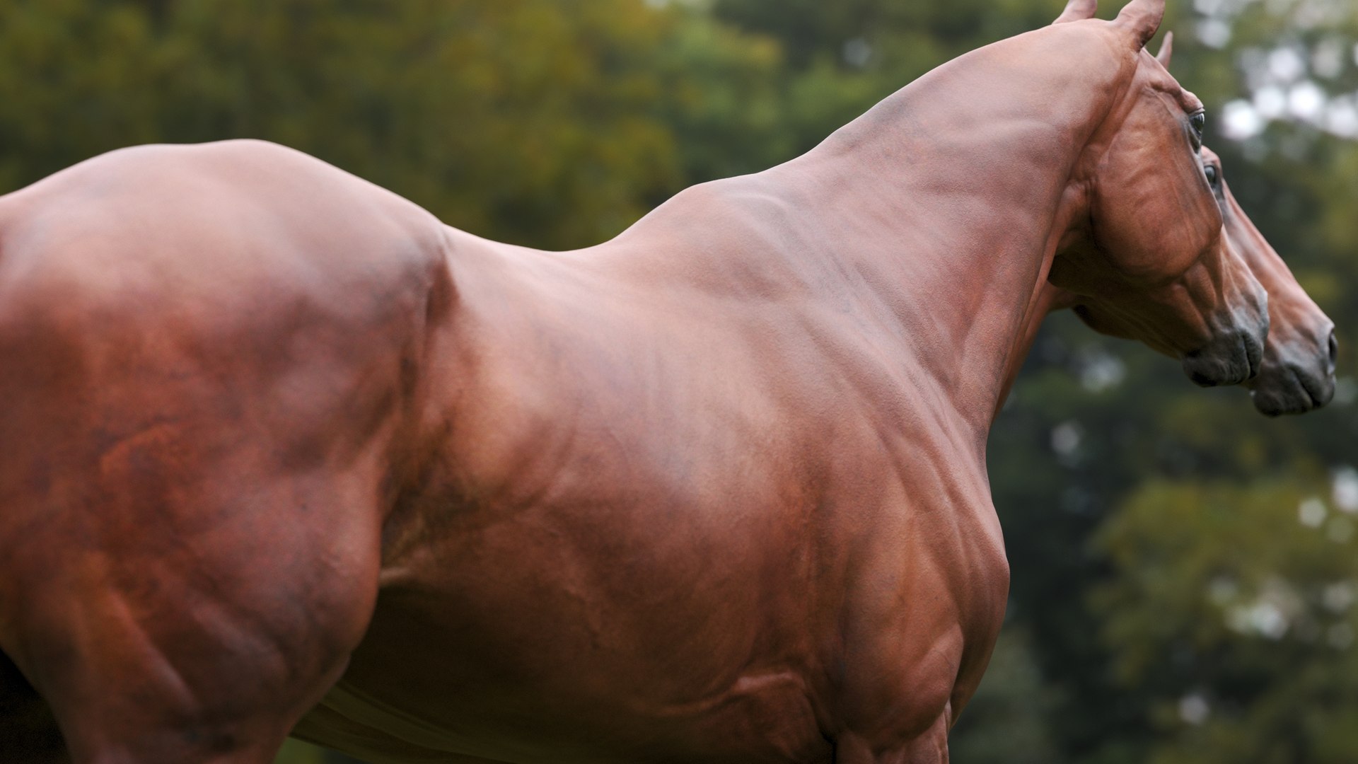 Horse 3 colors ZBrush model https://p.turbosquid.com/ts-thumb/8Z/1pxsgu/tU/d14/jpg/1655411396/1920x1080/fit_q87/e49a390f2b67f619839ec1ec493e75de1f55fb5d/d14.jpg