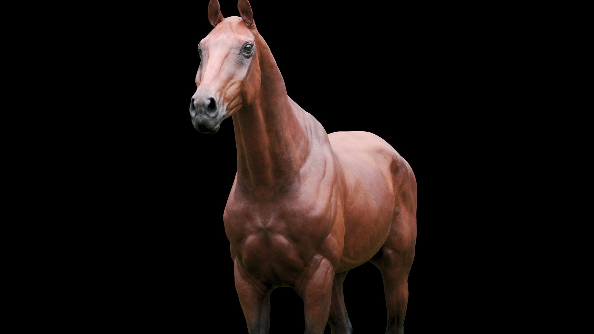 Horse 3 colors ZBrush model https://p.turbosquid.com/ts-thumb/8Z/1pxsgu/v9/d7/jpg/1655411394/1920x1080/fit_q87/0023730e743614b52cb1107788197e672ee01b50/d7.jpg