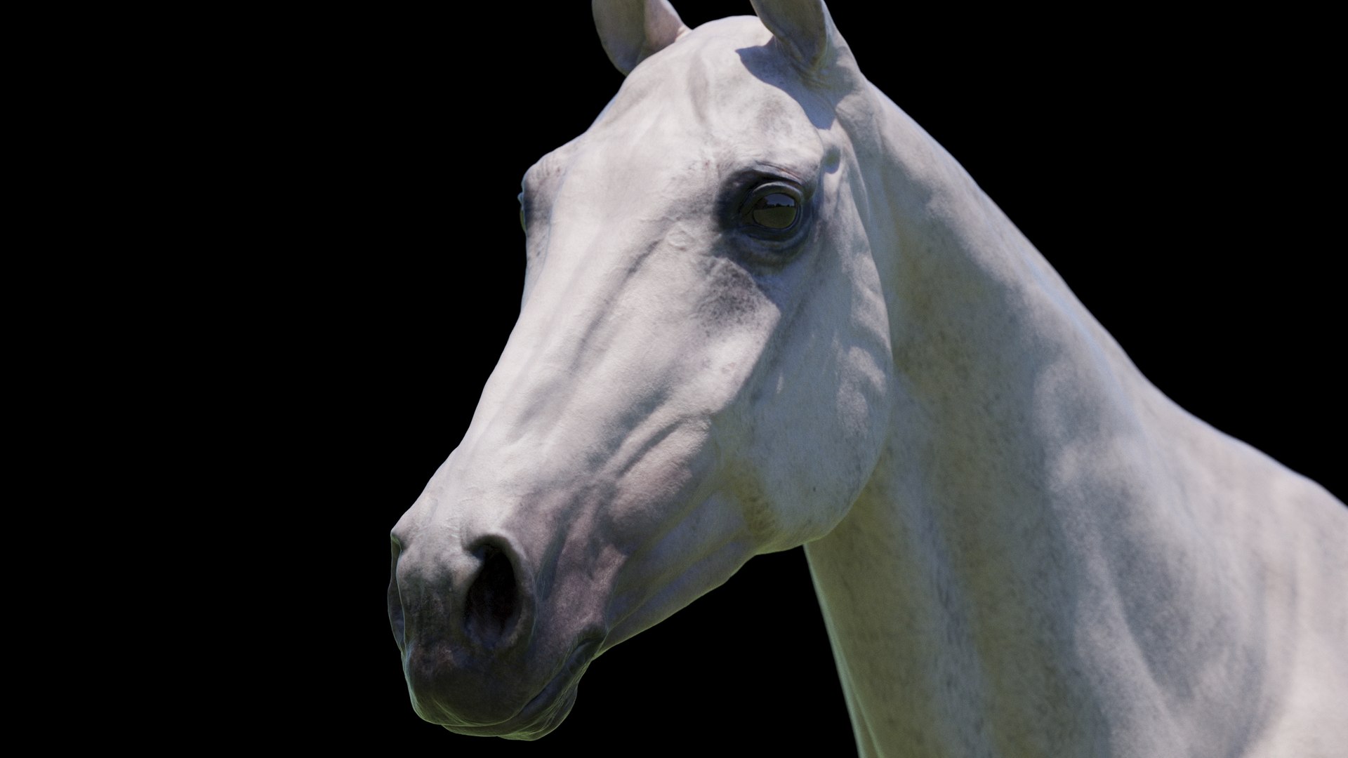 Horse 3 colors ZBrush model https://p.turbosquid.com/ts-thumb/8Z/1pxsgu/wT/w18/jpg/1655411787/1920x1080/fit_q87/8656851527ac2215592196746f20c92a8a5ccaec/w18.jpg