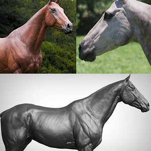 Horse 3 colors ZBrush